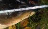 amur_6930_megamass_3.jpg