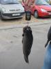 tinca_2655_sergey84s_1.jpg