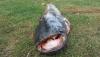 post-2402-0-52296600-1475149221_thumb.jpg