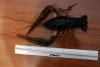 crawfish_200_admin_2.jpg