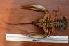 crawfish_200_admin_3.jpg