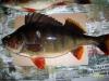 perch_1345_sania_3.jpg