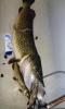 pike_13700_agent007_2.jpg
