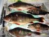 perch_1345_sania_2.jpg